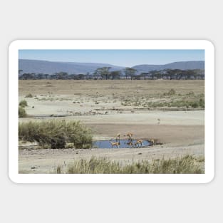 Thomson's Gazelles in the landscape, Serengeti, Tanzania. Sticker